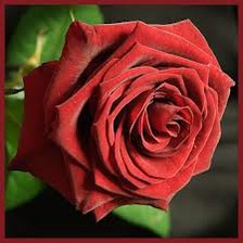 Схема вышивки «Розочка»