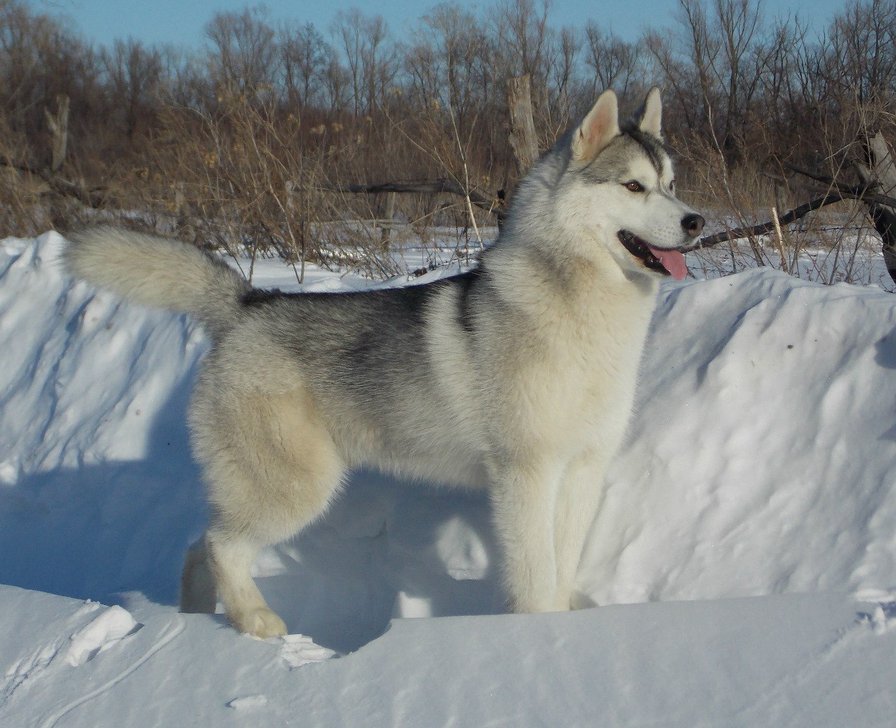 Хаски - оригинал