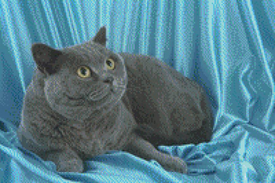 кот - британец, кошки, животные - предпросмотр