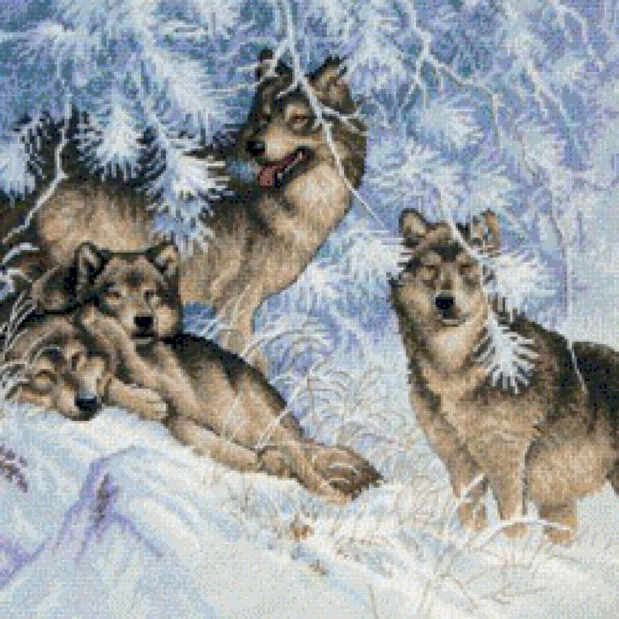 зимние волки - волки, животные - предпросмотр