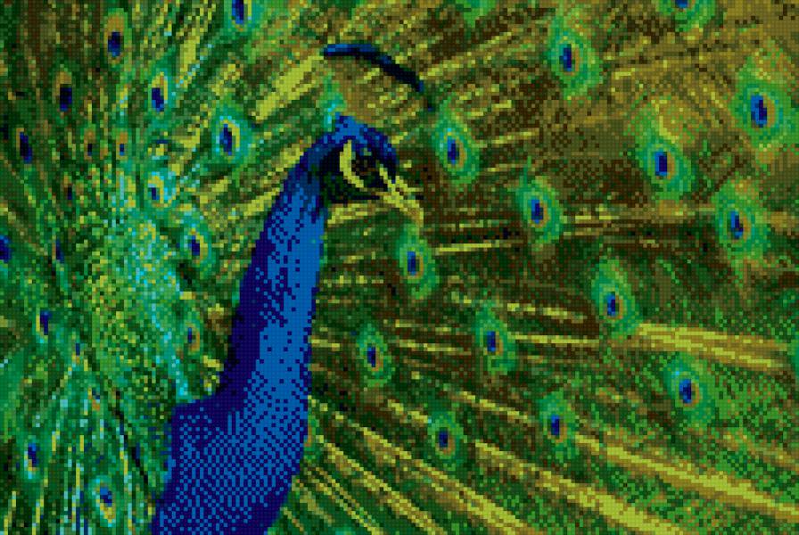 Павлин - предпросмотр