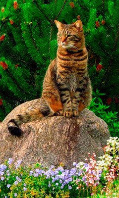 №455706 - животные - оригинал