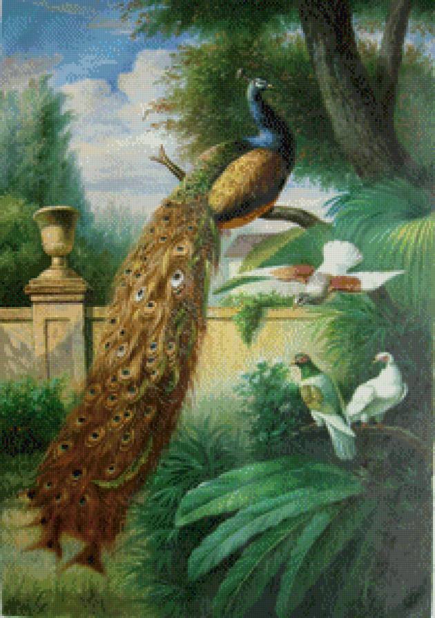 Павлин - птицы - предпросмотр