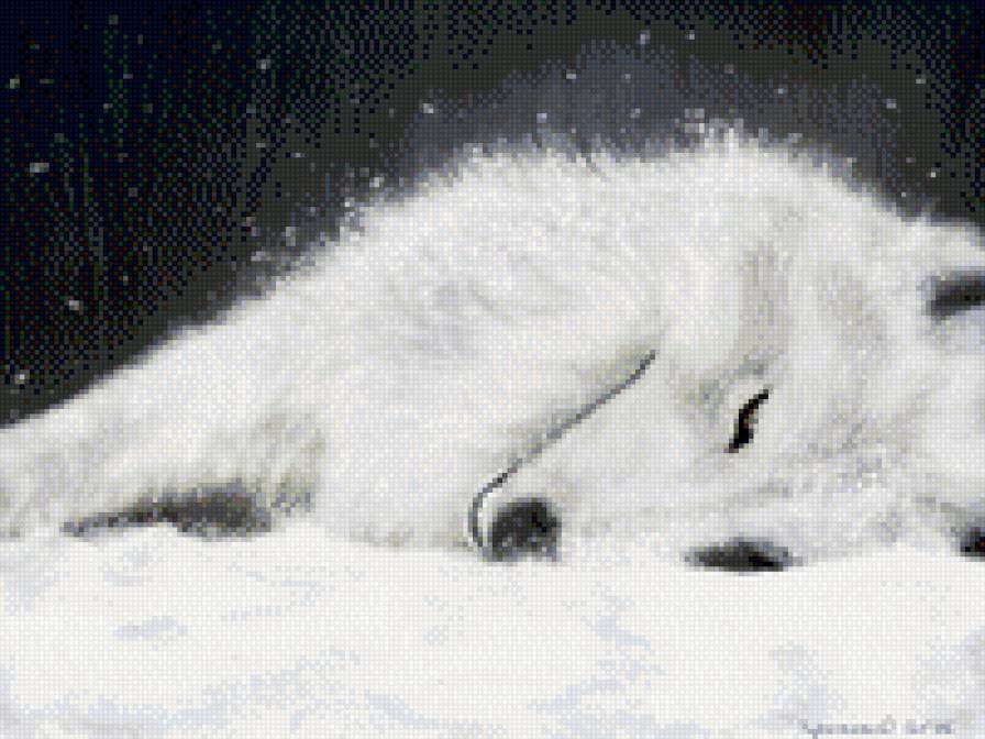 белый волк - животные, волк - предпросмотр