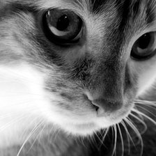 Схема вышивки «Кузя»