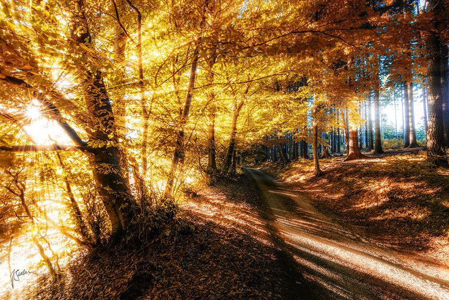 В лучах солнца - природа, закат, лес, дорога, солнце, осень - оригинал