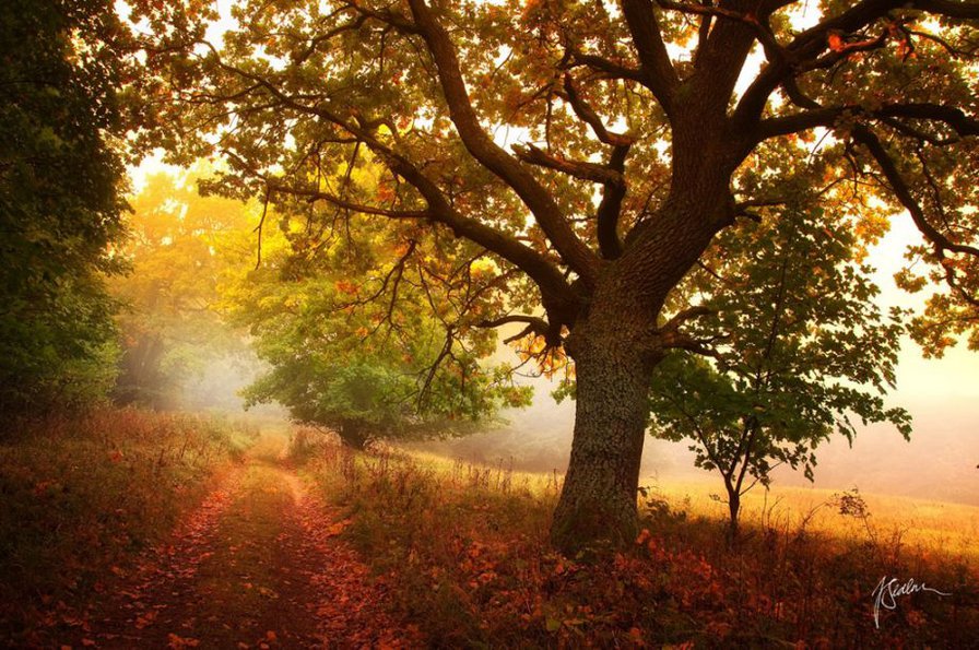 Осенний туман - листья, поле, дорога, туман, осень - оригинал