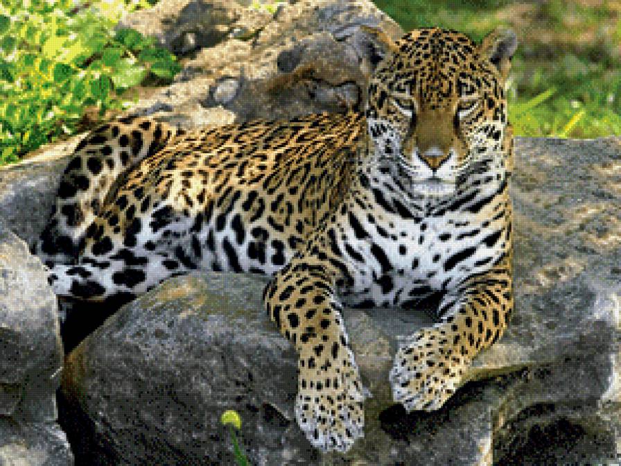 леопард на камне - животные - предпросмотр