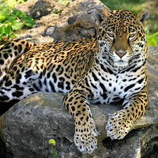Схема вышивки «леопард на камне»