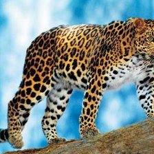 Схема вышивки «леопард и водопад»