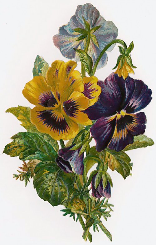 цветы - цветы - оригинал