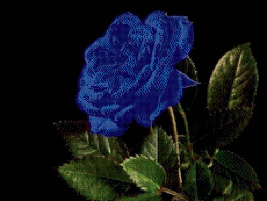 Синяя роза - предпросмотр