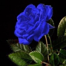 Оригинал схемы вышивки «Синяя роза» (№456181)