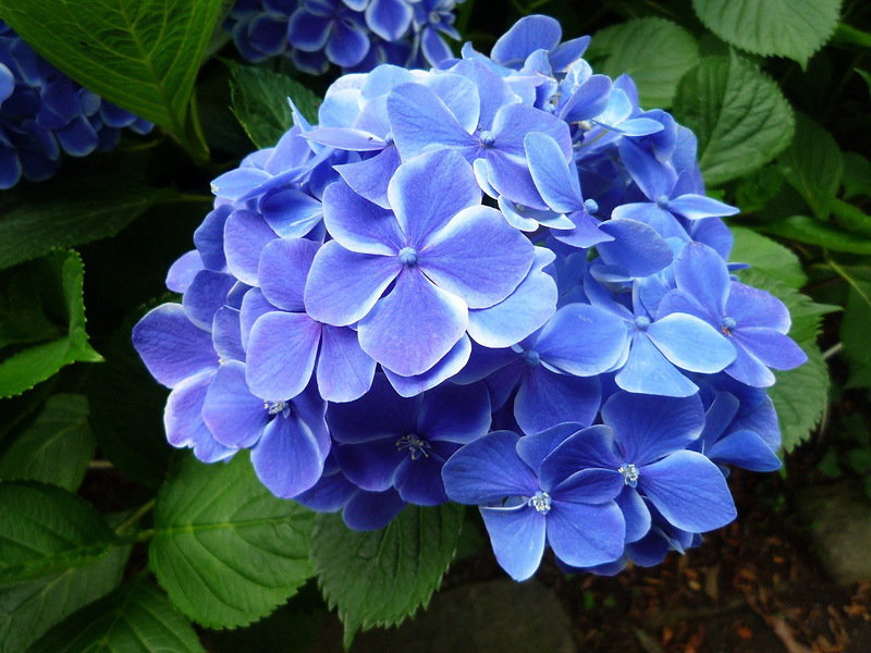 цветы - подушка - оригинал