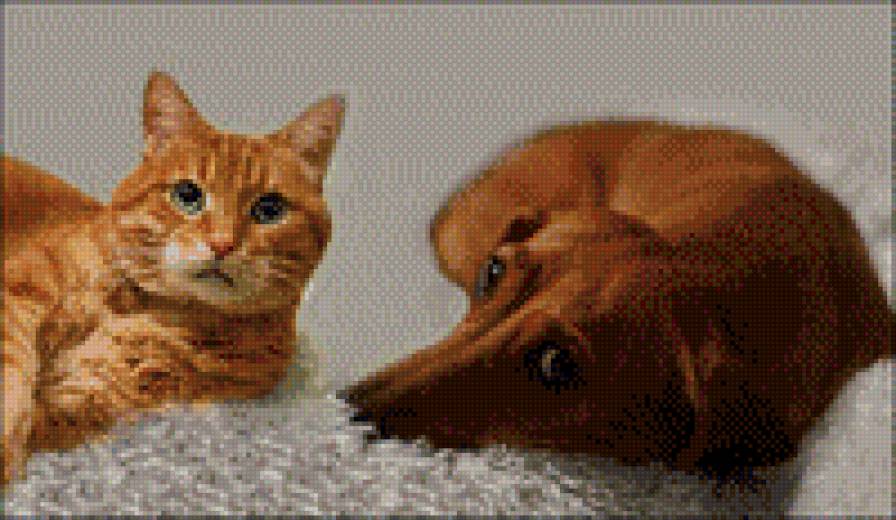 друзья - друзья, собака. кошка - предпросмотр