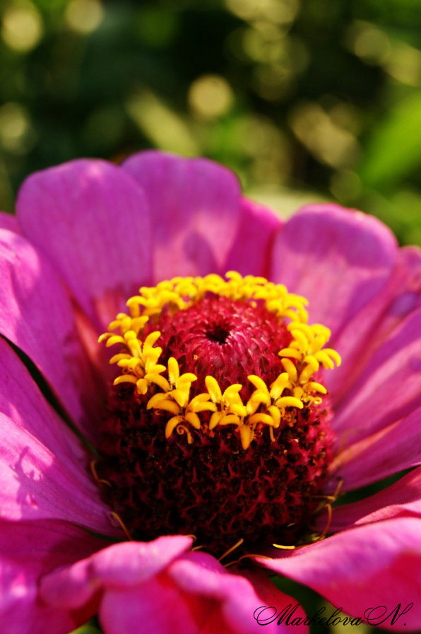 Цветок - цветы - оригинал