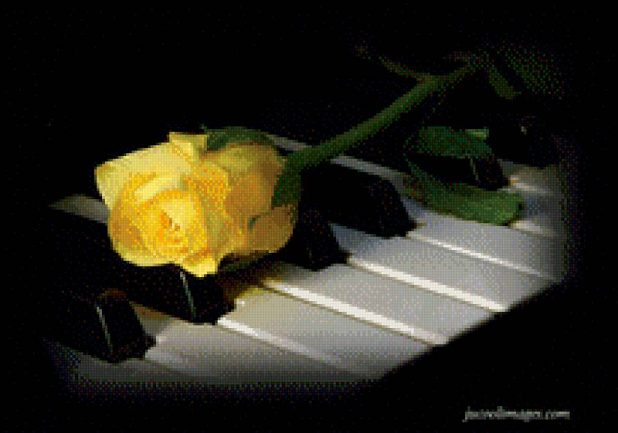 Желтая роза - фортепиано, натюрморт, цветы, клавиши, розы - предпросмотр