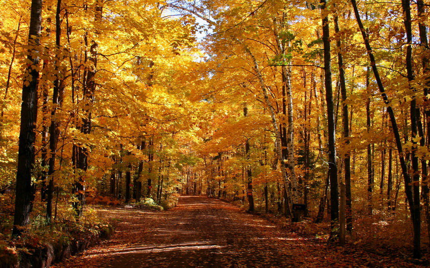 золотая осень1 - осень, природа - оригинал