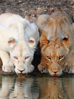 львицы - львица, животные, кошки - оригинал