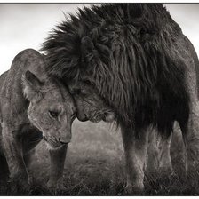 ЛЬВИНАЯ ЛЮБОВЬ