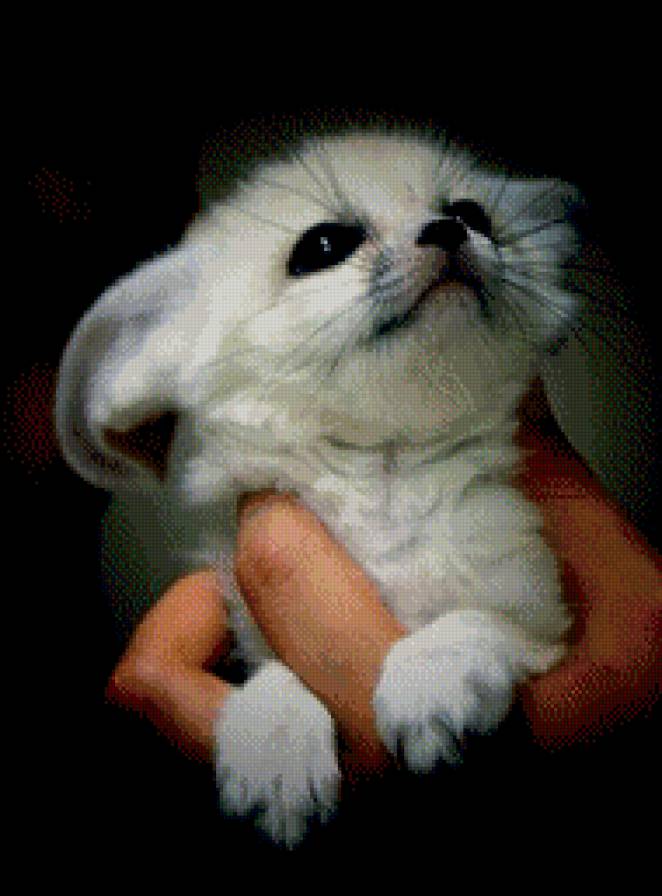 самая маленькая лисичка Фенеки - лапушки, животные, лисички, очаровашки, лисы - предпросмотр