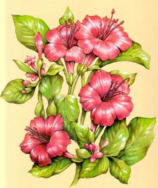 розовые цветы - оригинал