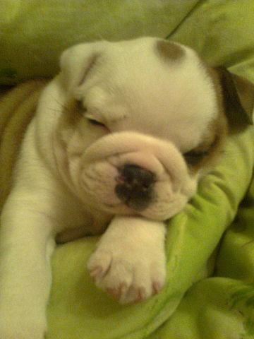 лаки - щенки, собаки - оригинал