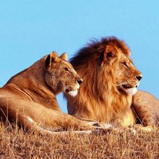 Схема вышивки «пара»