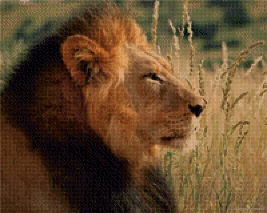 в поле - предпросмотр