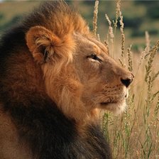 Схема вышивки «в поле»