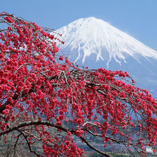 Схема вышивки «Сакура»