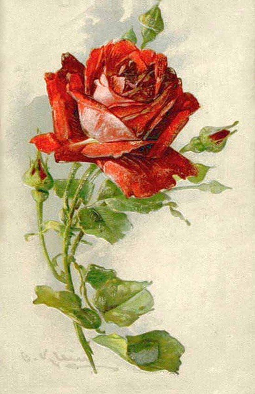 Роза - цветы, розы - оригинал