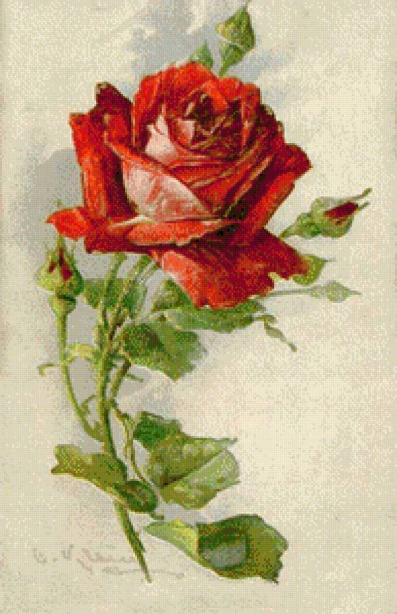 Роза - цветы, розы - предпросмотр