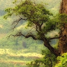 из цикла Пейзажи.