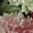 Предпросмотр схемы вышивки «Пионы» (№457482)