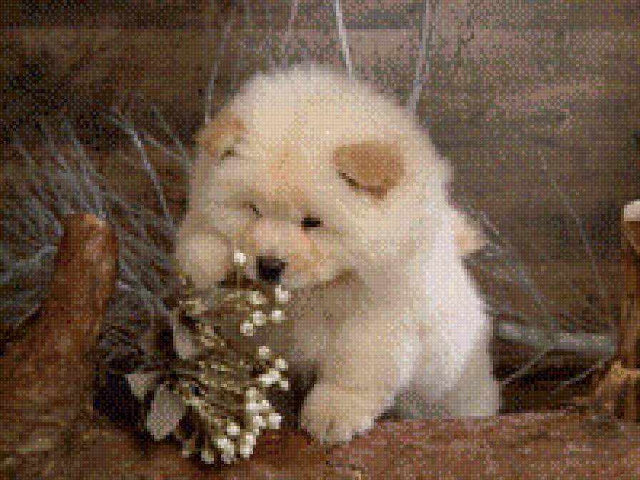 собачка - предпросмотр