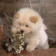 Схема вышивки «собачка»