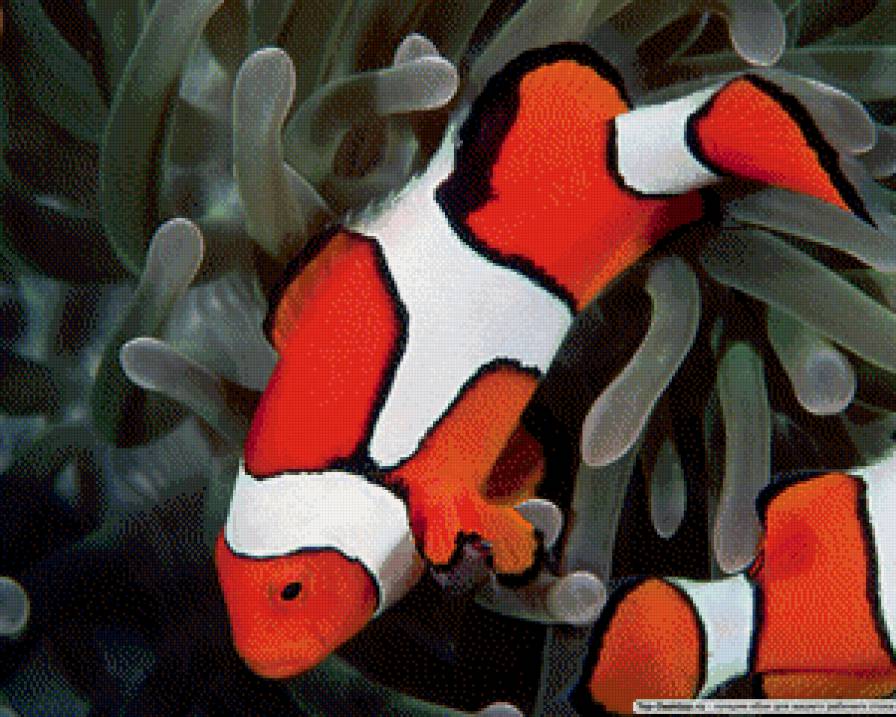 Рыбка-клоун - красота, море, океан, пейзаж - предпросмотр