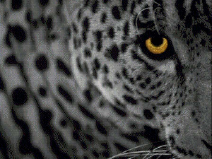 Леопард - кошка, зверь, животное - предпросмотр