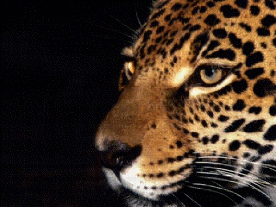 Леопард - кошка, природа, зверь - предпросмотр
