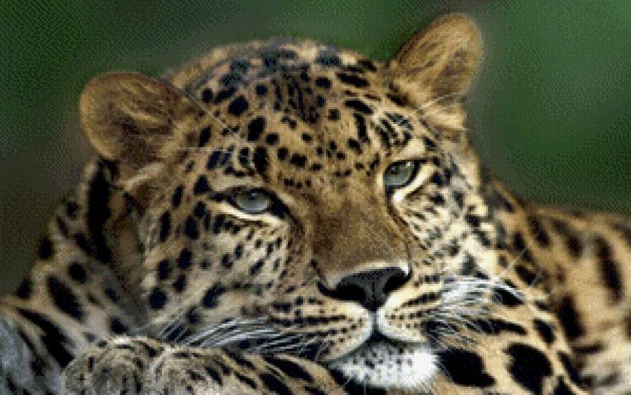 Леопард отдыхает - природа, зверь, кошка - предпросмотр