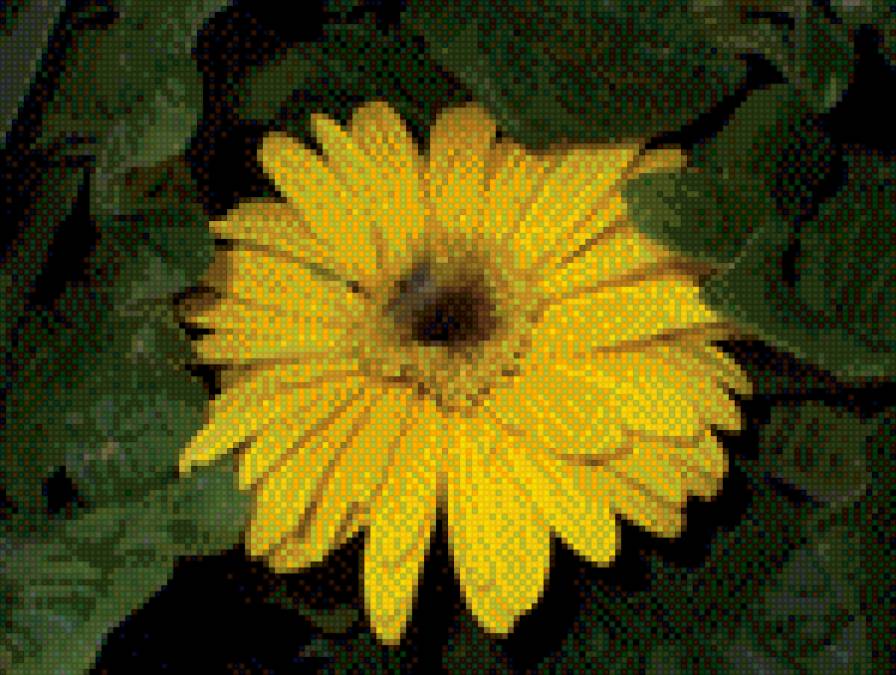 солнышко - желтый цветок - предпросмотр