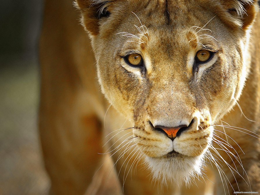 Львица - природа, зверь, кошка - оригинал