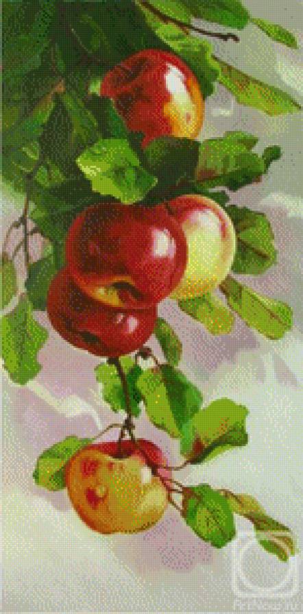 ветка с яблоками - предпросмотр