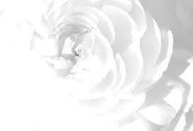 нежная белая роза - черно-белое, цветы, нежность, подушка, розы - оригинал