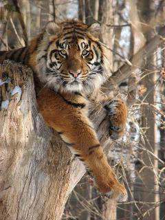 тигр на дереве - кошки, лес, животные, тигр - оригинал