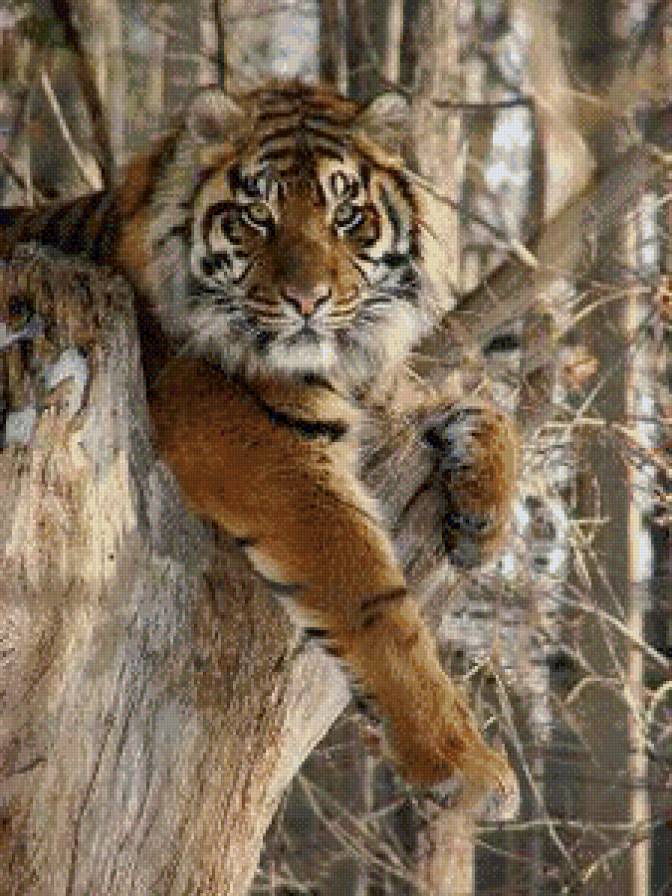 тигр на дереве - лес, кошки, животные, тигр - предпросмотр