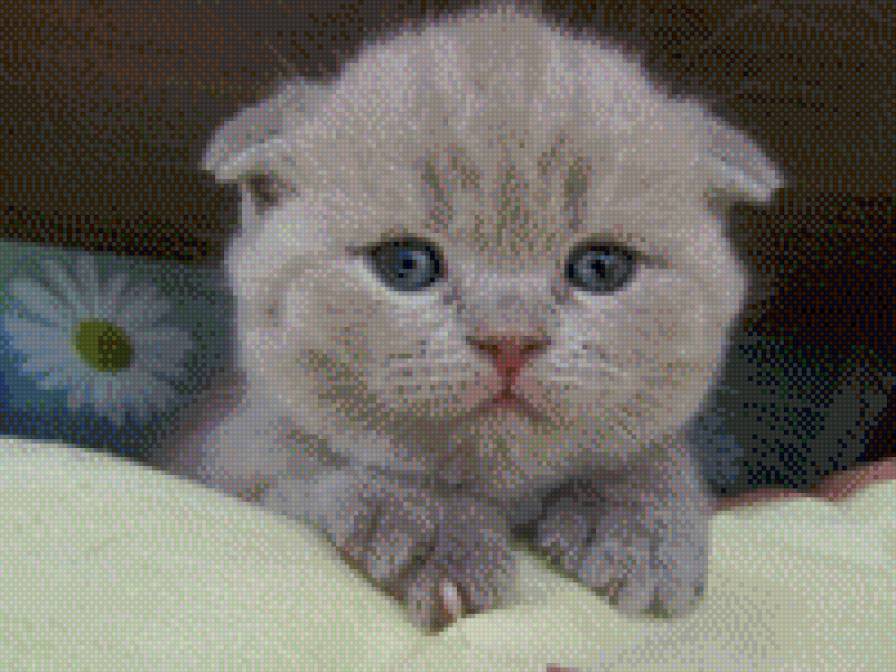 №457914 - жывотные - предпросмотр