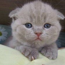 Схема вышивки «№457914»