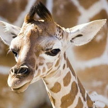 Схема вышивки «№457921»